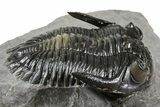 Multi-Toned Hollardops Trilobite With Gerastos #381560-3